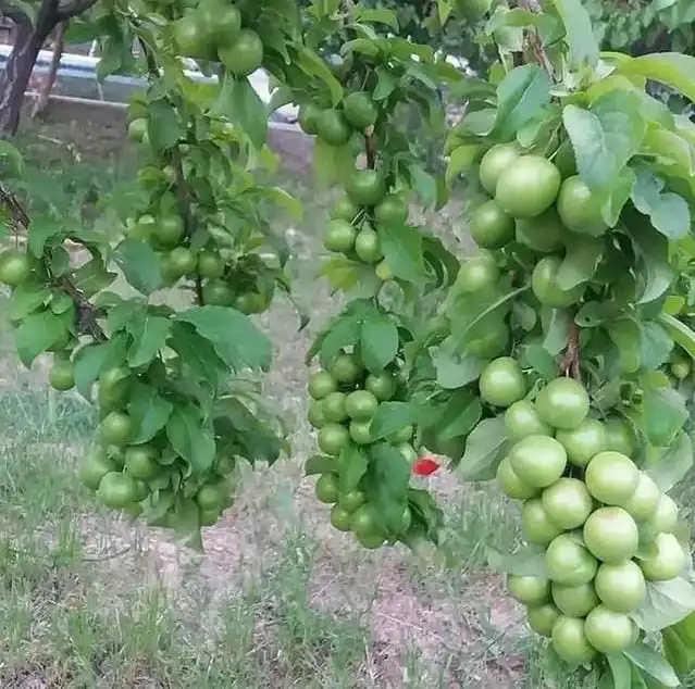 AĞUSTOS PAPAZI ERİK FİDANI